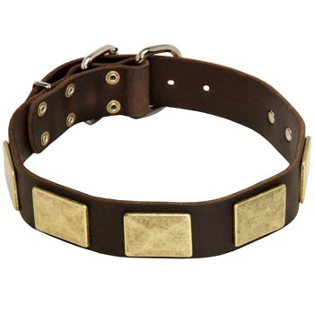 Leather Newfoundland Collar with Fashionable Studs