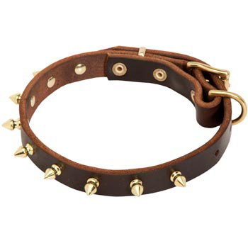 Leather Newfoundland Collar with Brass Spikes