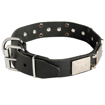 Leather Buckle Collar for Newfoundland Walking