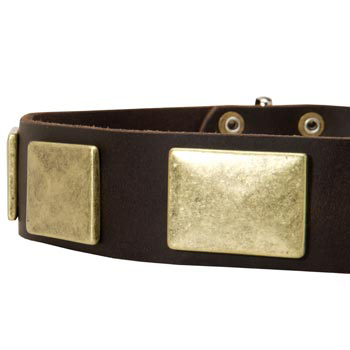 Leather Dog Collar with Massive Brass Plates for Newfoundland