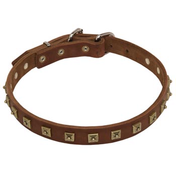 Newfoundland Leather Collar For Walking And  Training in Style