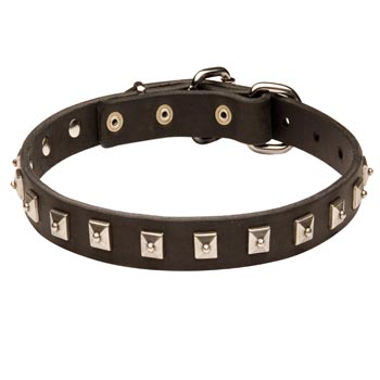 Newfoundland Walking   Leather Collar with Studs