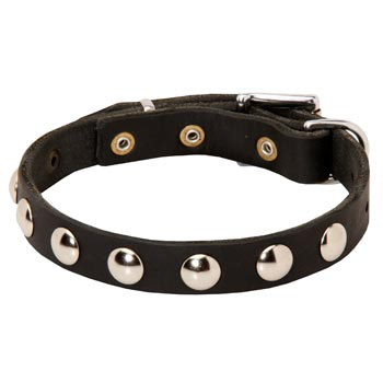 Leather Newfoundland Collar Studded for Puppies