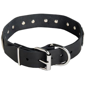 Leather Newfoundland Collar with Steel Nickel Plated Buckle and D-ring