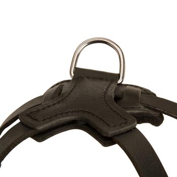 D-ring Attached to Newfoundland Harness