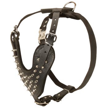 Spiked Leather Harness for Newfoundland Walking